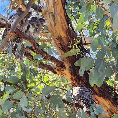 Podargus strigoides (Tawny Frogmouth) at Fyshwick, ACT - 4 Dec 2025 by Tawny4