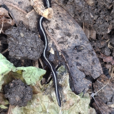 Caenoplana coerulea at Mitchell, ACT - Today by mlech