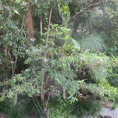 Ficus adenosperma at Mossman Gorge, QLD - suppressed