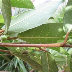 Ficus adenosperma at Mossman Gorge, QLD - suppressed
