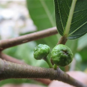 Ficus adenosperma at Mossman Gorge, QLD - suppressed
