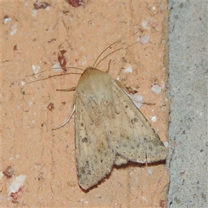 Helicoverpa punctigera at Conder, ACT - 17 Oct 2025 by MichaelBedingfield