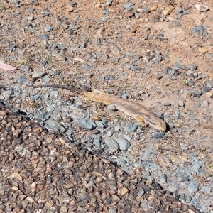Pogona barbata at Chifley, ACT - Today by MttDns