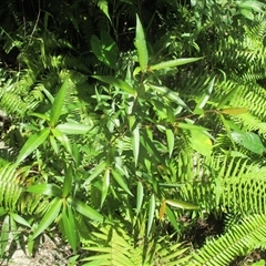 Ficus adenosperma (riverine fig) at Upper Daintree, QLD - 18 Nov 2017 by JasonPStewart