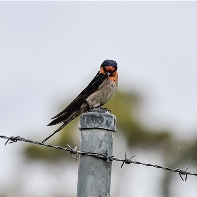 Hirundo neoxena (Welcome Swallow) at Hawker, ACT - 29 Nov 2025 by AlisonMilton