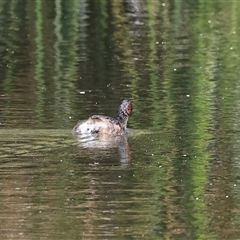 Tachybaptus novaehollandiae at Bruce, ACT - 3 Dec 2025 by AlisonMilton