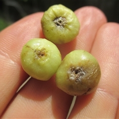 Ficus adenosperma (riverine fig) at Mossman Gorge, QLD - 18 Dec 2017 by JasonPStewart