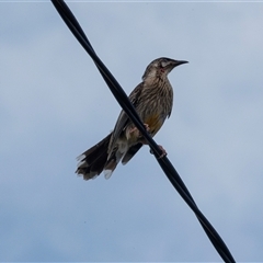 Anthochaera carunculata (Red Wattlebird) at Higgins, ACT - 25 Nov 2025 by AlisonMilton