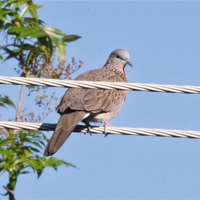 Spilopelia chinensis (Spotted Dove) at Higgins, ACT - 27 Nov 2025 by AlisonMilton