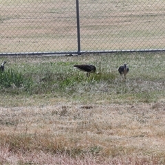Threskiornis spinicollis (Straw-necked Ibis) at Hawker, ACT - 4 Dec 2025 by AlisonMilton