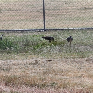 Threskiornis spinicollis (Straw-necked Ibis) at Hawker, ACT - 4 Dec 2025 by AlisonMilton