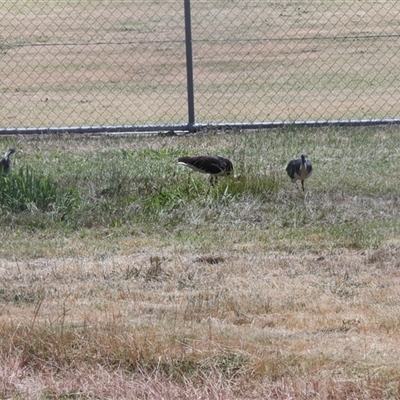 Threskiornis spinicollis (Straw-necked Ibis) at Hawker, ACT - 4 Dec 2025 by AlisonMilton