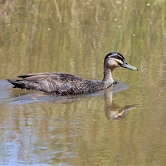 Anas superciliosa (Pacific Black Duck) at Bruce, ACT - 3 Dec 2025 by AlisonMilton