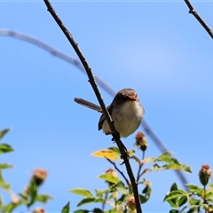Malurus cyaneus (Superb Fairywren) at Bruce, ACT - 3 Dec 2025 by AlisonMilton