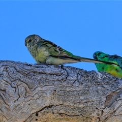 Psephotus haematonotus (Red-rumped Parrot) at Bruce, ACT - 3 Dec 2025 by AlisonMilton
