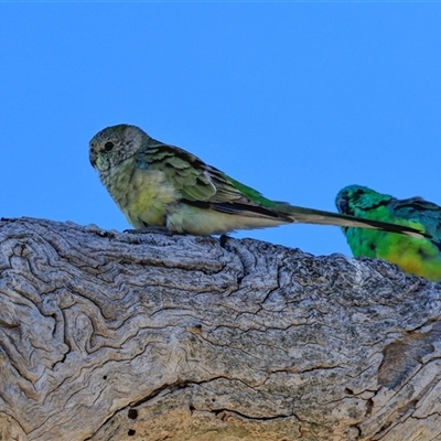 Psephotus haematonotus (Red-rumped Parrot) at Bruce, ACT - 3 Dec 2025 by AlisonMilton