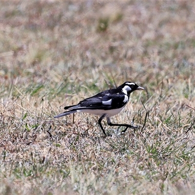 Grallina cyanoleuca (Magpie-lark) at Bruce, ACT - 3 Dec 2025 by AlisonMilton