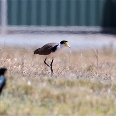 Vanellus miles (Masked Lapwing) at Bruce, ACT - 3 Dec 2025 by AlisonMilton
