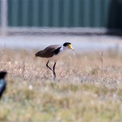 Vanellus miles (Masked Lapwing) at Bruce, ACT - 3 Dec 2025 by AlisonMilton