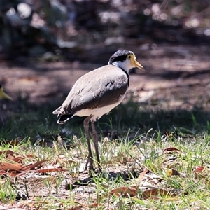 Vanellus miles (Masked Lapwing) at Bruce, ACT - 3 Dec 2025 by AlisonMilton