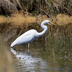 Ardea alba (Great Egret) at Bruce, ACT - 3 Dec 2025 by AlisonMilton