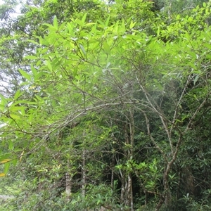 Ficus adenosperma (riverine fig) at Syndicate, QLD - 2 Jan 2018 by JasonPStewart