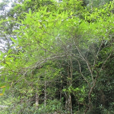 Ficus adenosperma (riverine fig) at Syndicate, QLD - 2 Jan 2018 by JasonPStewart