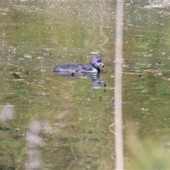 Fulica atra by AlisonMilton