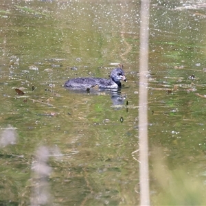 Fulica atra by AlisonMilton