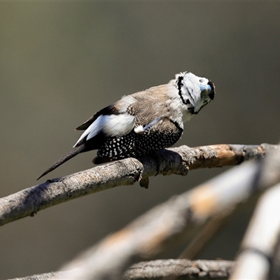 Stizoptera bichenovii (Double-barred Finch) at Bruce, ACT - 3 Dec 2025 by AlisonMilton