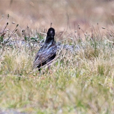 Sturnus vulgaris (Common Starling) at Bruce, ACT - 3 Dec 2025 by AlisonMilton