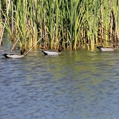 Chenonetta jubata (Australian Wood Duck) at Bruce, ACT - 3 Dec 2025 by AlisonMilton