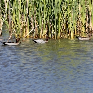 Chenonetta jubata (Australian Wood Duck) at Bruce, ACT - 3 Dec 2025 by AlisonMilton