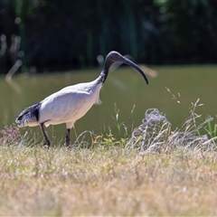 Threskiornis molucca (Australian White Ibis) at Bruce, ACT - 3 Dec 2025 by AlisonMilton