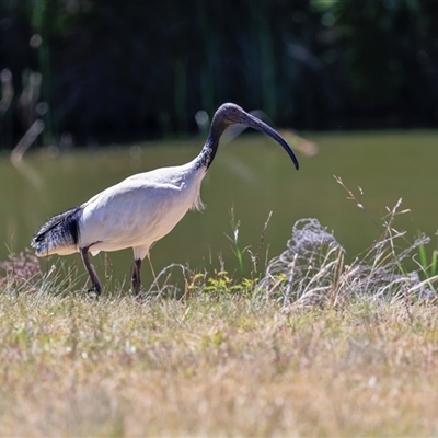 Threskiornis molucca (Australian White Ibis) at Bruce, ACT - 3 Dec 2025 by AlisonMilton