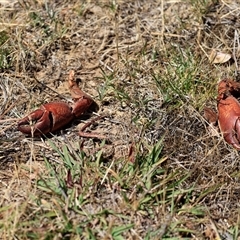 Cherax destructor (Common Yabby) at Bruce, ACT - 3 Dec 2025 by AlisonMilton