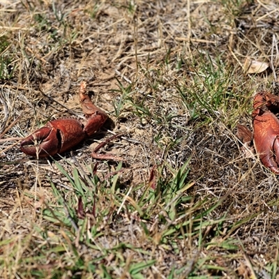 Cherax destructor (Common Yabby) at Bruce, ACT - 3 Dec 2025 by AlisonMilton