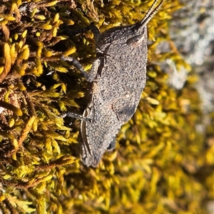 Goniaea opomaloides (Mimetic Gumleaf Grasshopper) at Yaouk, NSW - 28 Nov 2025 by Janet