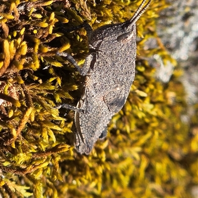 Unverified Grasshopper (several families) at  - suppressed by Janet