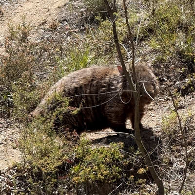 Vombatus ursinus at  - suppressed by yellowboxwoodland
