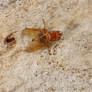 Unverified True fly (Diptera) at Higgins, ACT - Yesterday by MichaelWenke