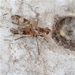 Unverified True fly (Diptera) at Higgins, ACT - Today by MichaelWenke