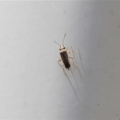 Unverified True bug (Hemiptera, Heteroptera) at Lyons, ACT - Today by ran452