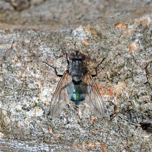 Unverified True fly (Diptera) at Higgins, ACT - Yesterday by MichaelWenke