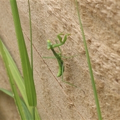 Unverified Praying mantis (Mantodea) at Lyons, ACT - Today by ran452