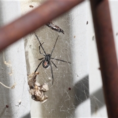 Latrodectus hasselti (Redback Spider) at Lyons, ACT - 5 Dec 2025 by ran452