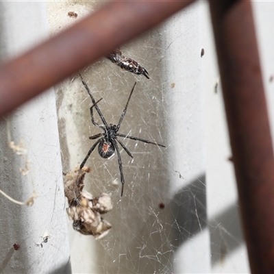 Latrodectus hasselti (Redback Spider) at Lyons, ACT - 5 Dec 2025 by ran452