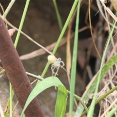 Unverified Spider at Lyons, ACT - 5 Dec 2025 by ran452