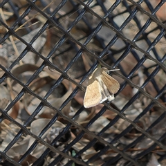 Helicoverpa punctigera (Native Budworm) at Higgins, ACT - 5 Dec 2025 by MichaelWenke
