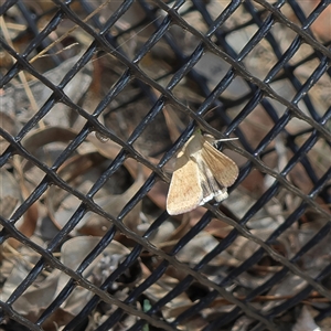Helicoverpa punctigera (Native Budworm) at Higgins, ACT - Yesterday by MichaelWenke